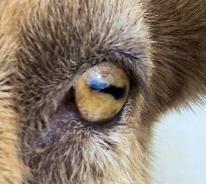 a goat's eye