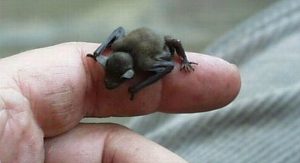 Bumblebee bat on a finger