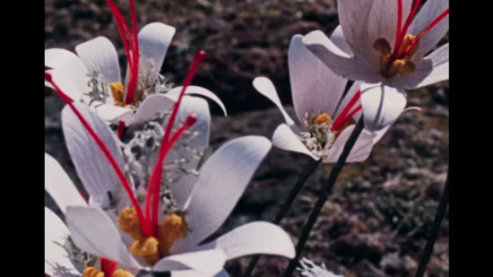 Flowers blooming on a deserted island.