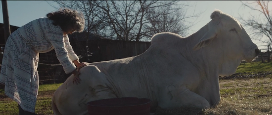 A giant cow